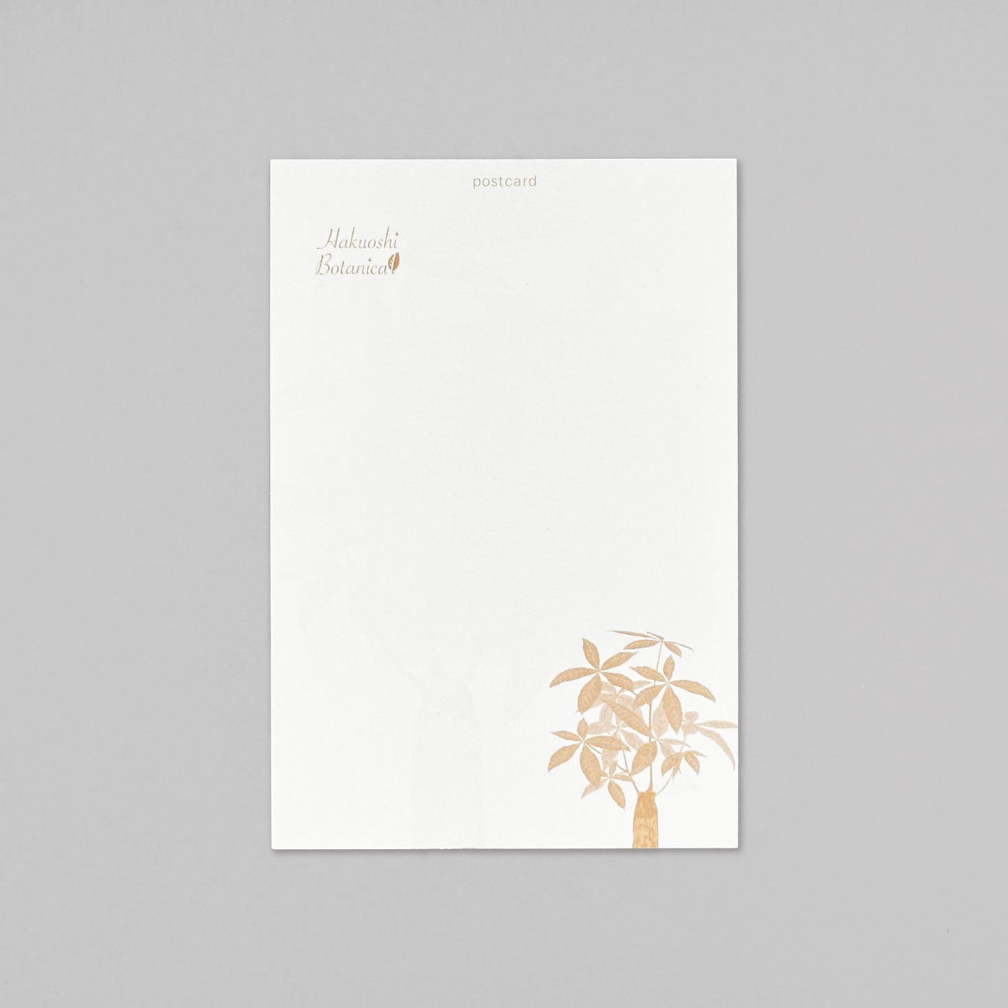Hakuoshi Botanical ポストカード 「パキラ」
