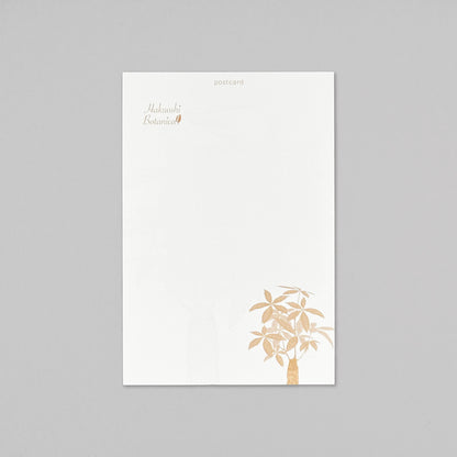 Hakuoshi Botanical ポストカード 「パキラ」