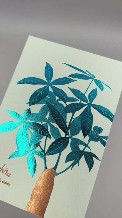 Hakuoshi Botanical ポストカード 「パキラ」