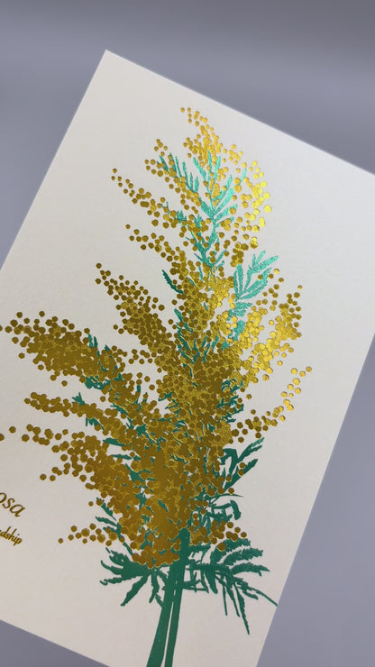 Hakuoshi Botanical Postcard "Mimosa"