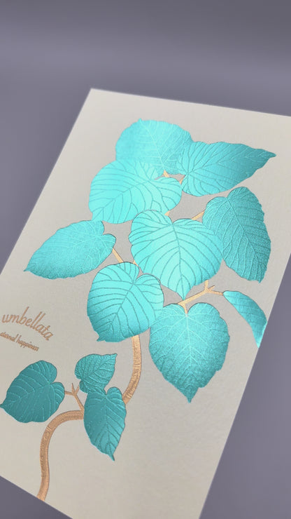 Hakuoshi Botanical ポストカード 「ウンベラータ」